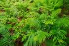 Canada-Ontario-Bourget. Cinnamon ferns in forest. Art Print